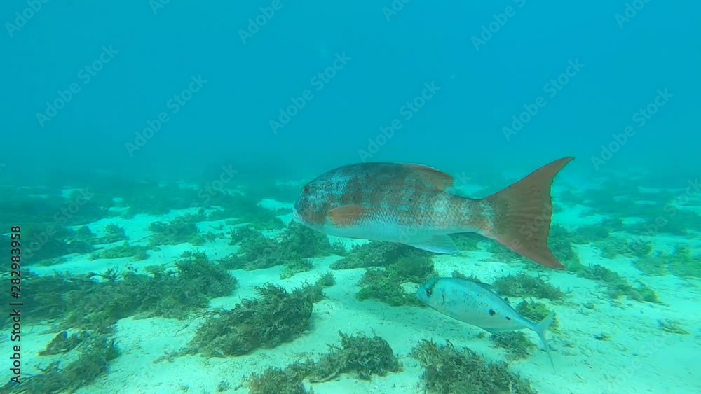 Underwater shot of large chinaman fish on the Ningaloo Reef, Australia Underwater shot of large chinaman fish on the Ningaloo Reef, Australia