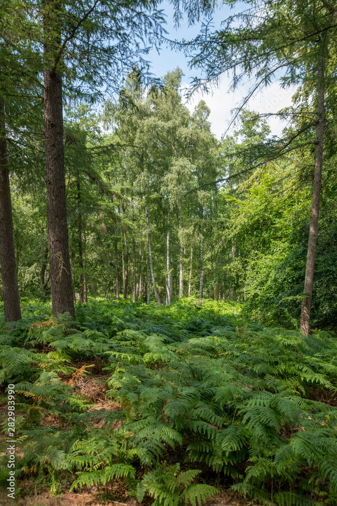 Fototapeta premium German Moor forest landscape with fern, grass and deciduous trees in summer