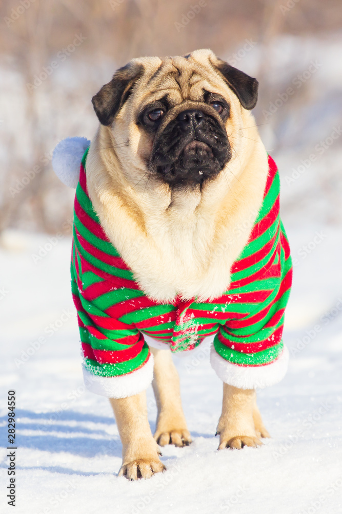 cute dog pug breed have a question and making funny face feeling so happiness and fun,Selective focus,Dog Friendly Concept in winter