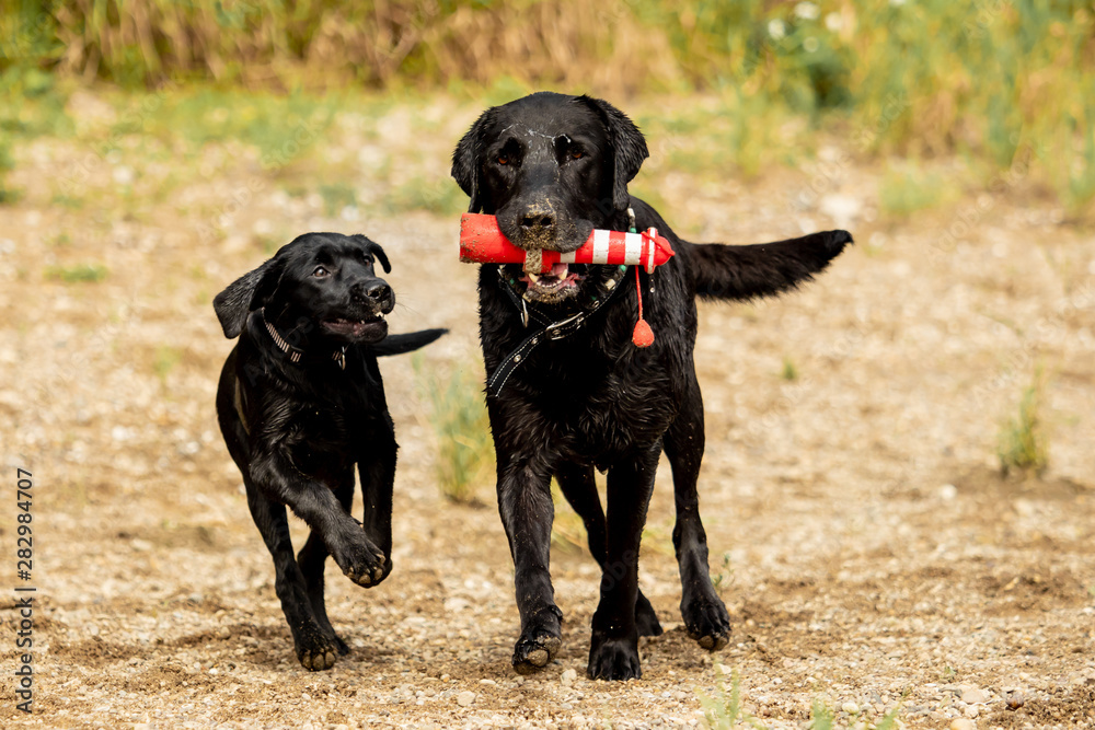 Two black Labrador Retrievers play together Two black Labrador Retrievers play together