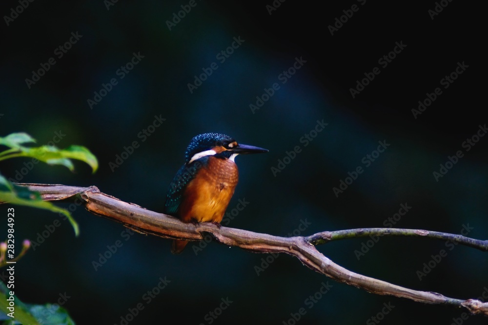 kingfisher in forest kingfisher in forest