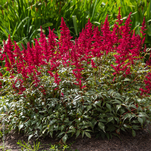 Fotografia Astilbe japonica red sentinel in garden