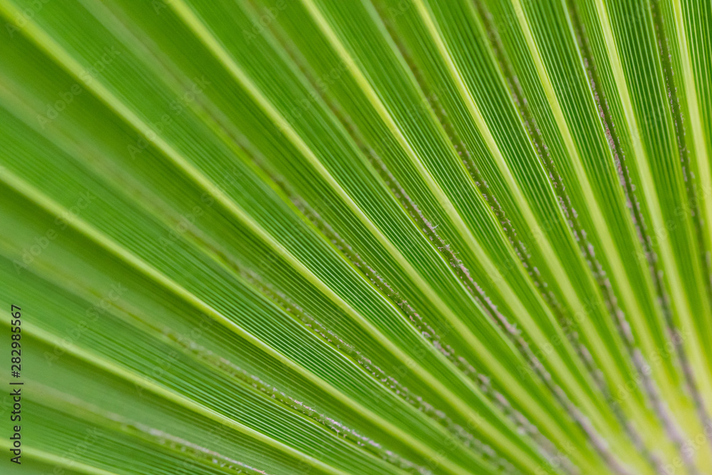 Leaf Leaf
