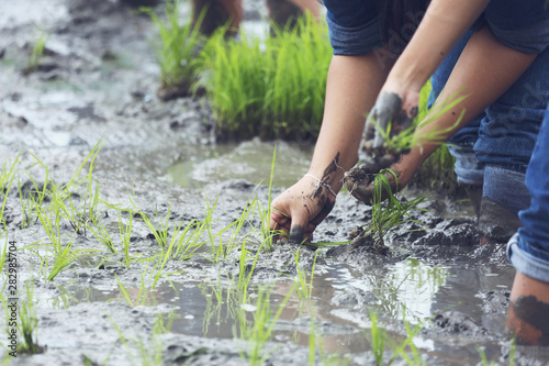 friendship,young farmer planting on the Rice Berry organic paddy rice farmland,Together concept.