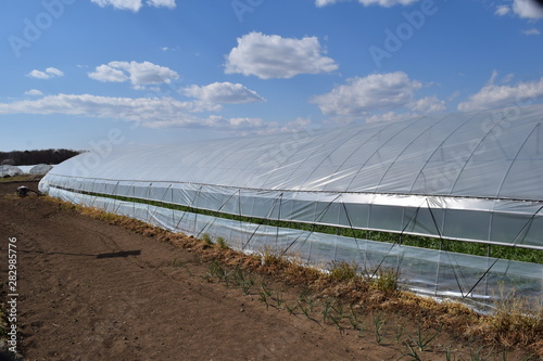 Wallpaper Mural ビニールハウス栽培 Torontodigital.ca