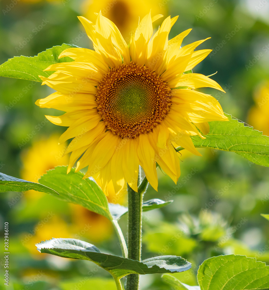 Fototapeta premium Sunflowers grow in the field