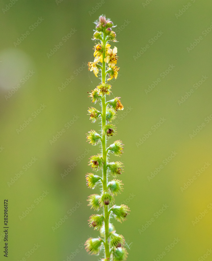 Yellow flowers on the nature in the steppe Yellow flowers on the nature in the steppe