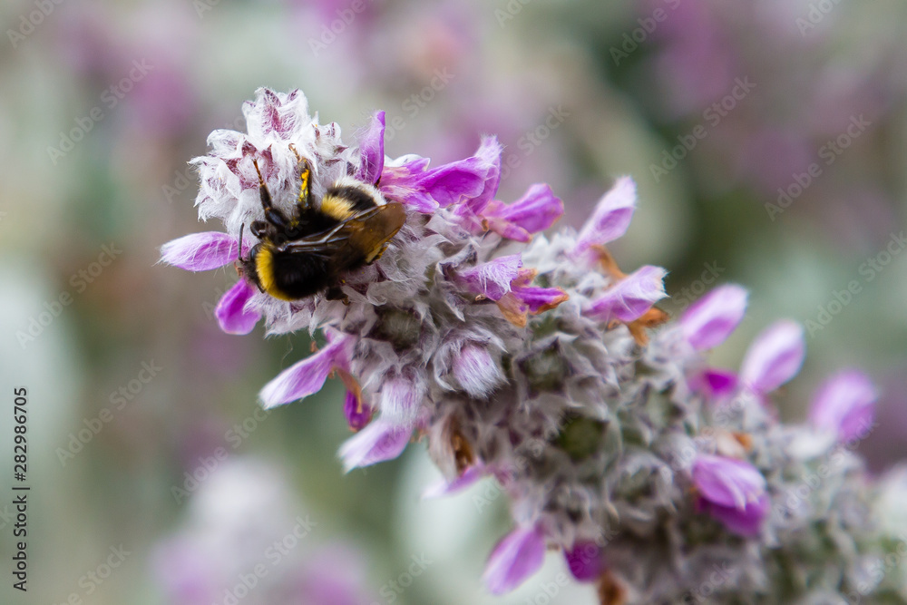Bee on a flower of Stachys byzantin. Stachys byzantin is a perennial herbaceous plant height of 20-60 cm from the family Lamiaceae. F Bee on a flower of Stachys byzantin. Stachys byzantin is a perennial herbaceous plant height of 20-60 cm from the family Lamiaceae. F