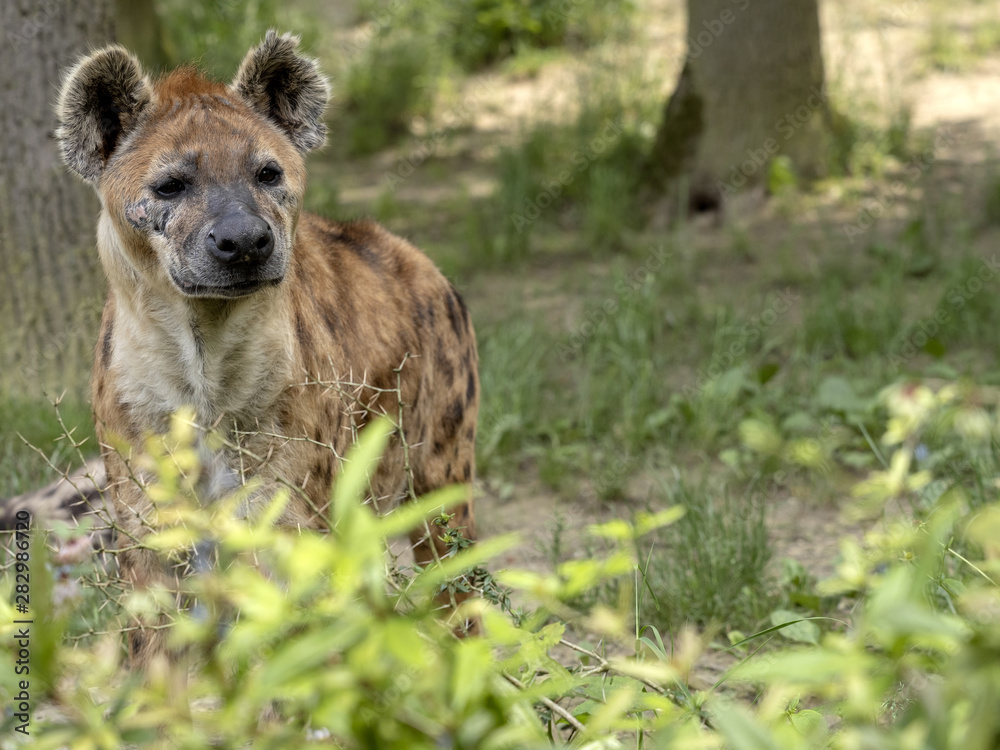 Spotted hyena, Crocuta crocuta, curiously observes photographer Spotted hyena, Crocuta crocuta, curiously observes photographer