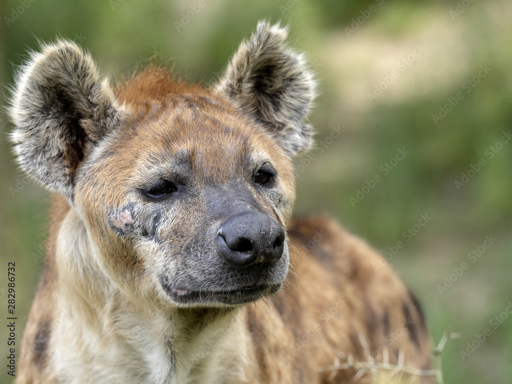 Spotted hyena, Crocuta crocuta, curiously observes photographer