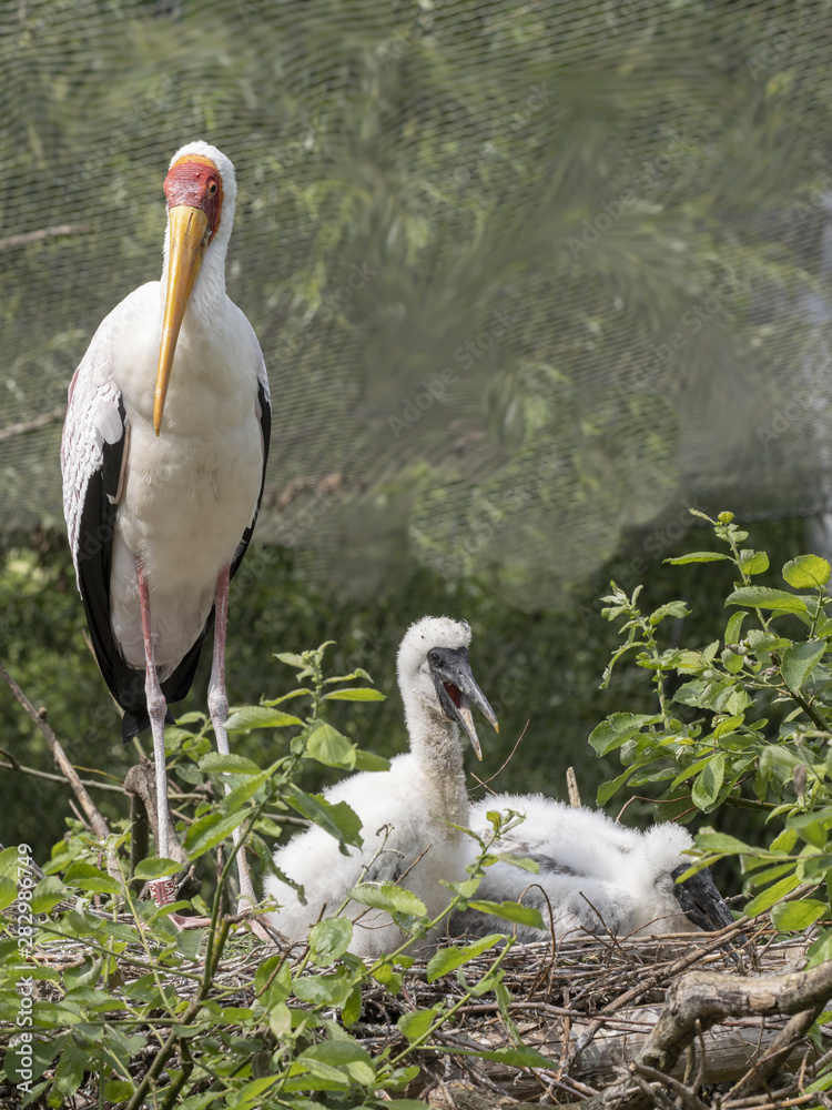 Yellow-billed Stork, Mycteria ibis, on nest with chicks