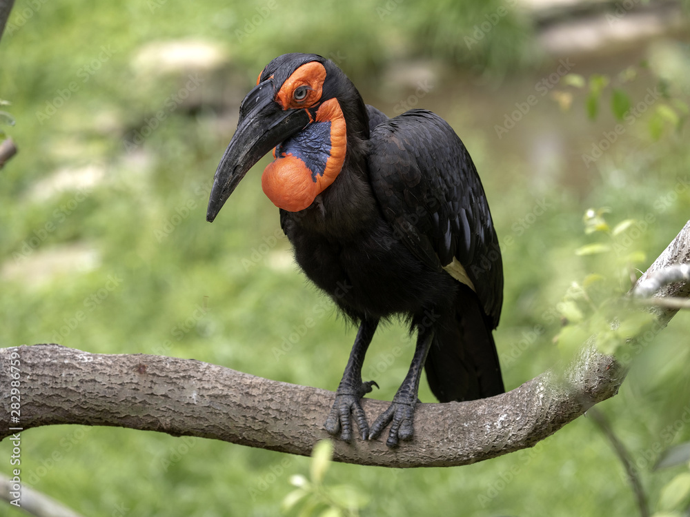 Fototapeta premium A large African hornbill Southern ground, Bucorvus leadbeateri, collects food on the ground