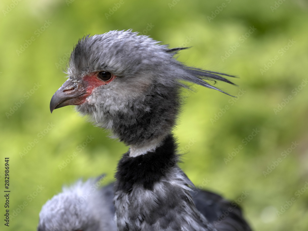 Southern screamer, Chauna cristata, portrait of male Southern screamer, Chauna cristata, portrait of male