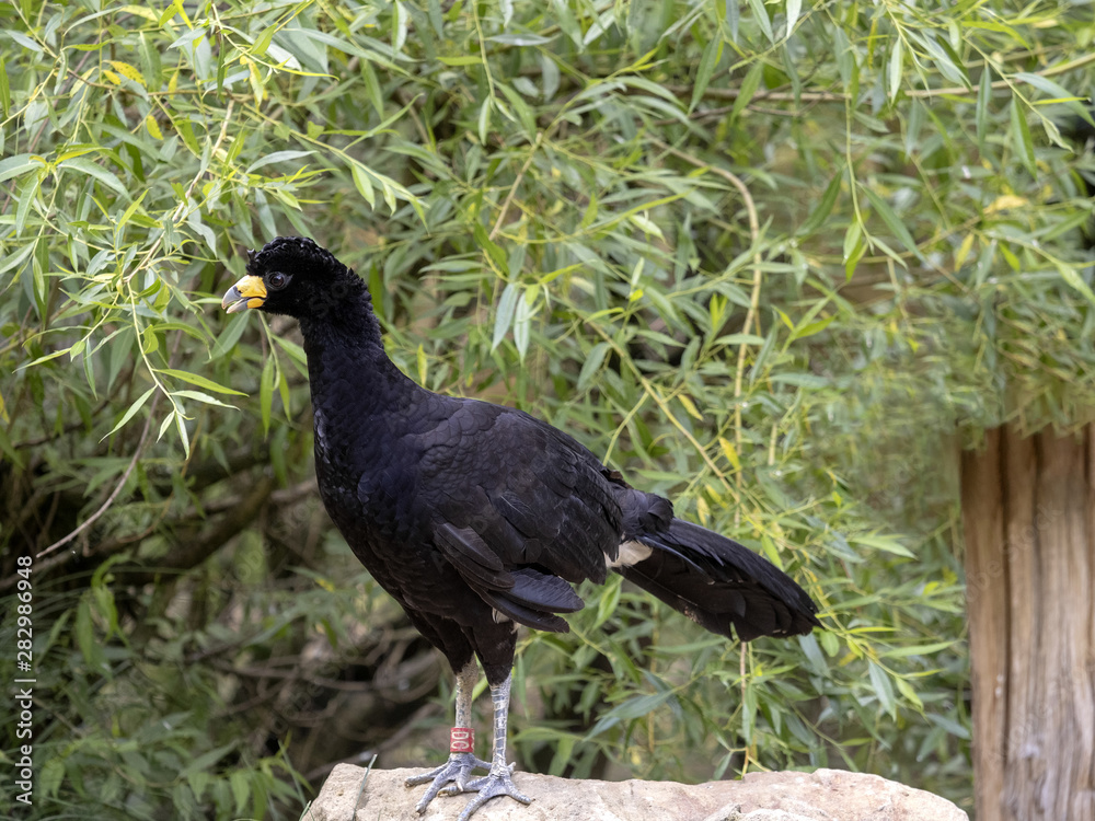 Fototapeta premium Black curassow, Crax alector, big black bird with yellow beak