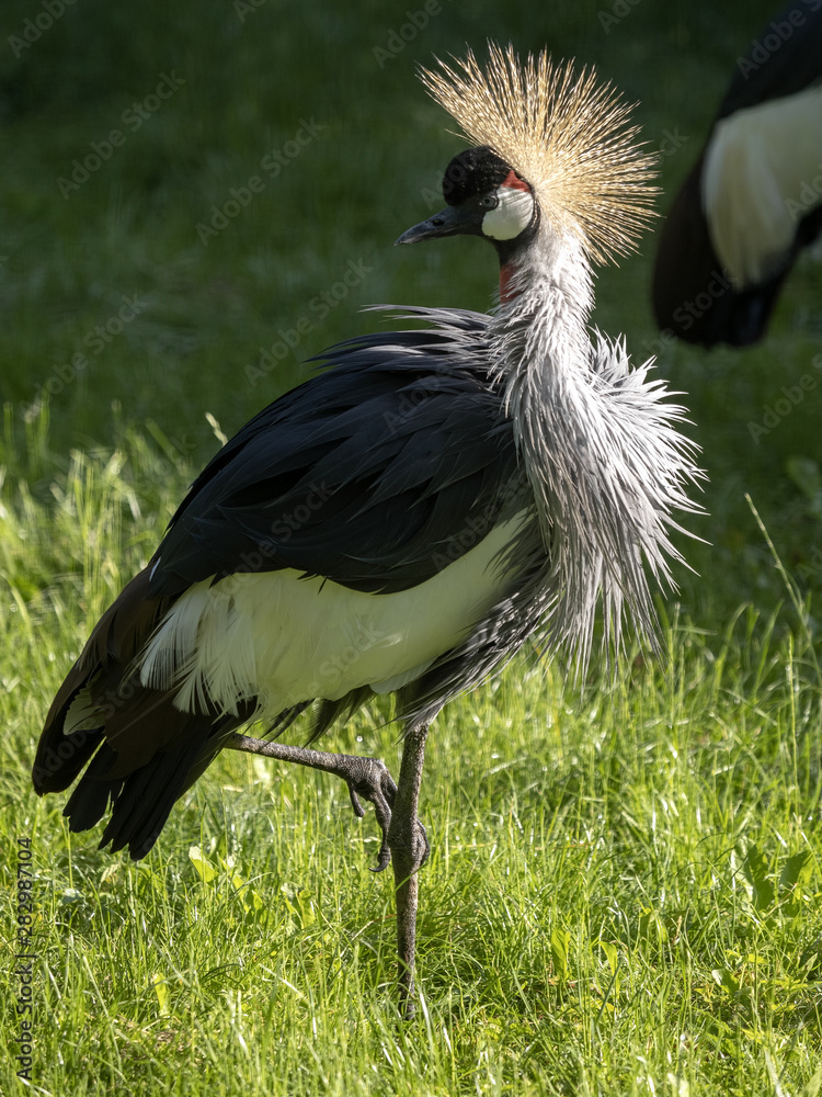 Fototapeta premium Balearica pavoCrowned-Crane, Balearica pavonina gibberifrons, is the most beautiful cranenina gibberifrons, Crowned-Crane