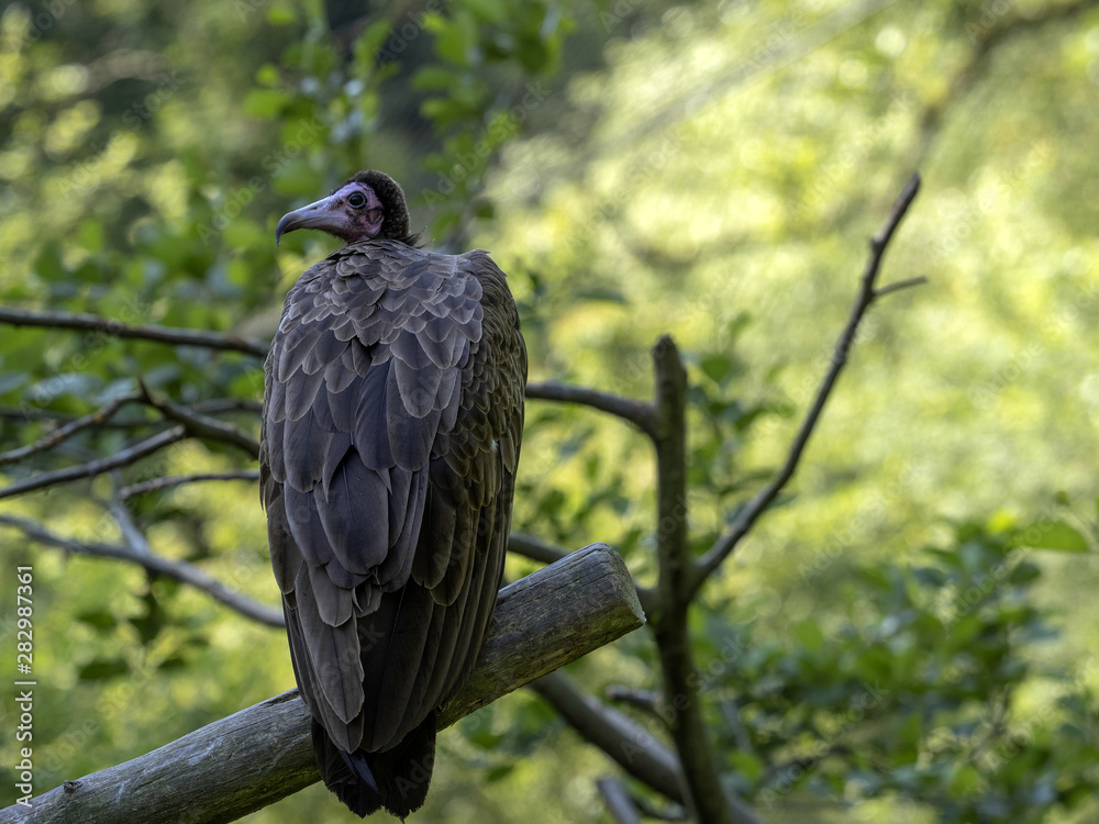 Fototapeta premium Hooded vulture, Necrosyrtes monachus, Lesser African vulture
