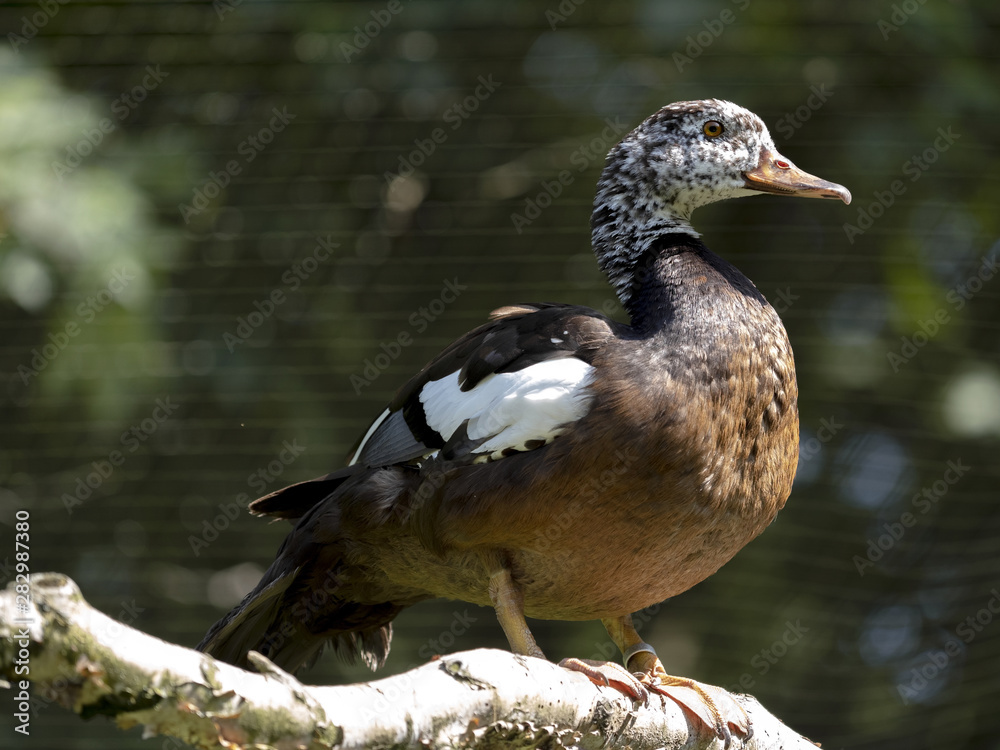Fototapeta premium The white-winged duck, Cairina scutulata, is a large, interestingly colored duck