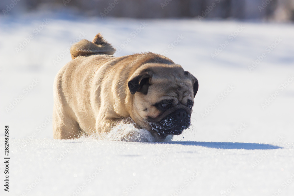 Dog pug is standing in the snow in winter landscape Dog pug is standing in the snow in winter landscape