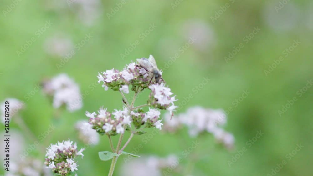 Tiny bee climbing around on blossom, collecting pollen from flower. Close up of small honeybee that gathers nectar in nature. Tiny bee climbing around on blossom, collecting pollen from flower. Close up of small honeybee that gathers nectar in nature.