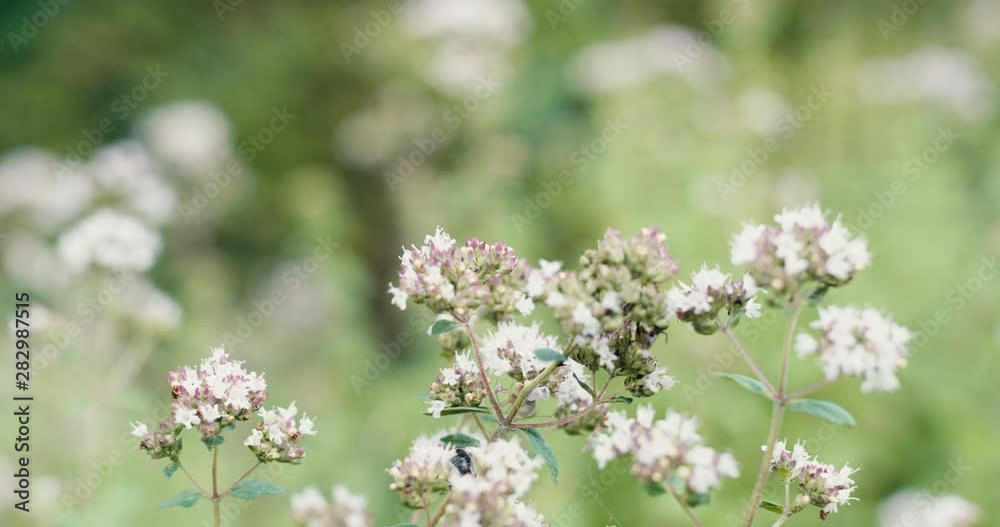 [4K] Wild bees climbing around on flower blossoms on meadow. Honey bees in the wild, natural environment. Bees get sick and die due to toxic fertilizer.