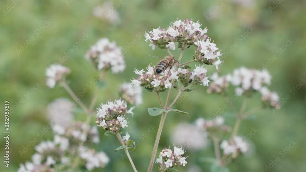 Honey bee on meadow flowers feeding on nectar. Wild honey bee in nature looking for pollen to bring to the hive. Honey bee on meadow flowers feeding on nectar. Wild honey bee in nature looking for pollen to bring to the hive.