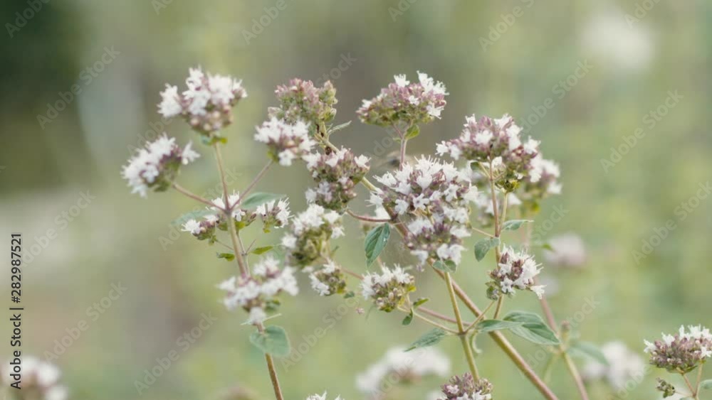 Honeybees busily gathering nectar from tiny blossoms of pink wildflower. Honey bees collecting pollen before natural meadow background. Honeybees busily gathering nectar from tiny blossoms of pink wildflower. Honey bees collecting pollen before natural meadow background.