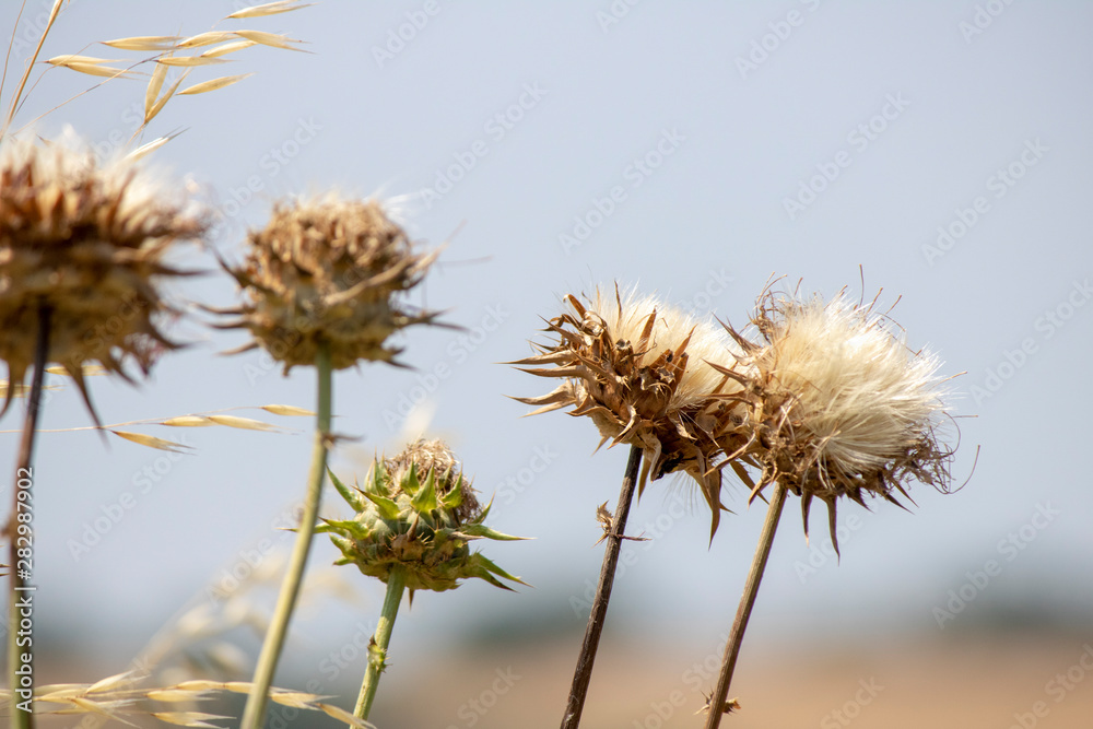 Close up of Cardoon. Dried in the summer heat. The leaves on the back are green.