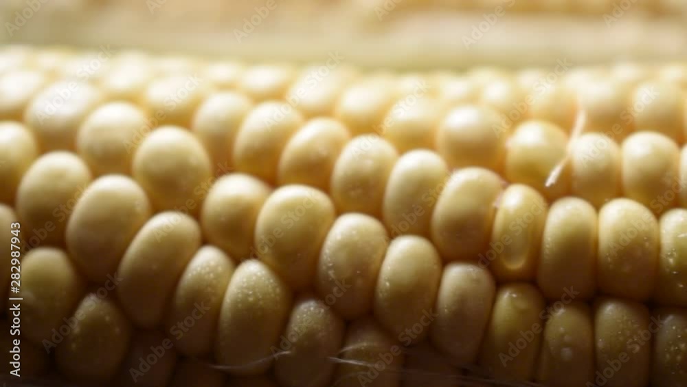 Zea mays ft9107_0902