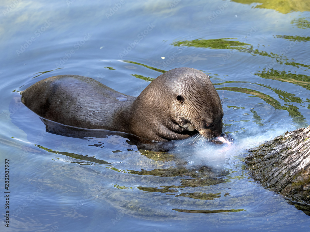 Fototapeta premium Giant otter, Pteronura brasiliensis, otter with caught prey