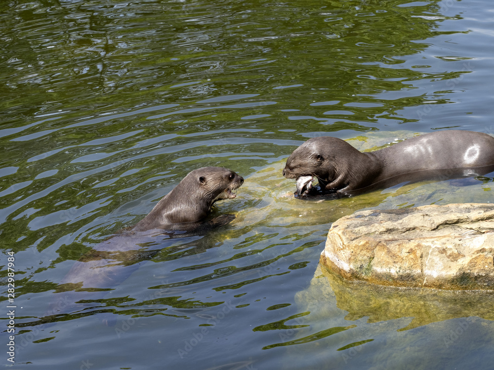 Fototapeta premium Giant otter, Pteronura brasiliensis, pair of otters with prey caught