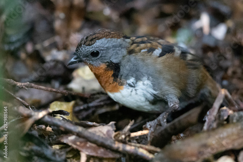 Australian Logrunner photo