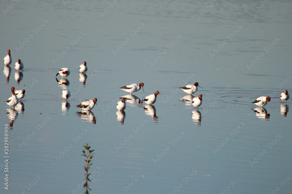 Fototapeta premium Red Necked Avocet in Australia