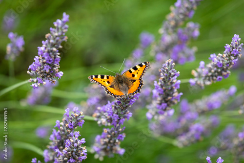 Schmetterling ruht sich auf Lavendel aus © scaleworker