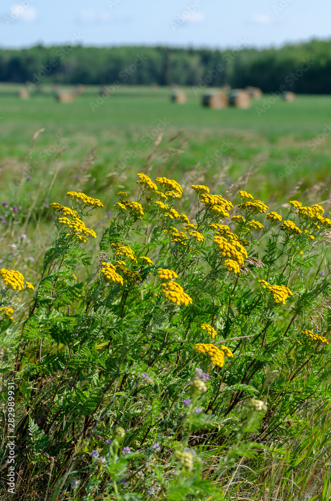 Yellow flowers and hay bales in Riding Mountain National Park, Manitoba