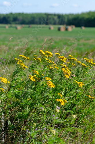Yellow flowers and hay bales in Riding Mountain National Park  Manitoba
