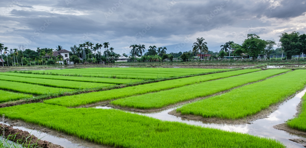 green rice field in farm at country