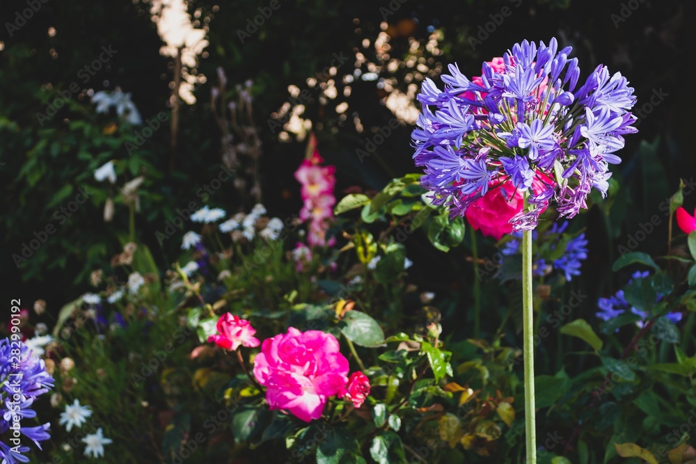 Obraz premium Close up purple and pink flowers on natural light. Summer day in Europe, Portugal.