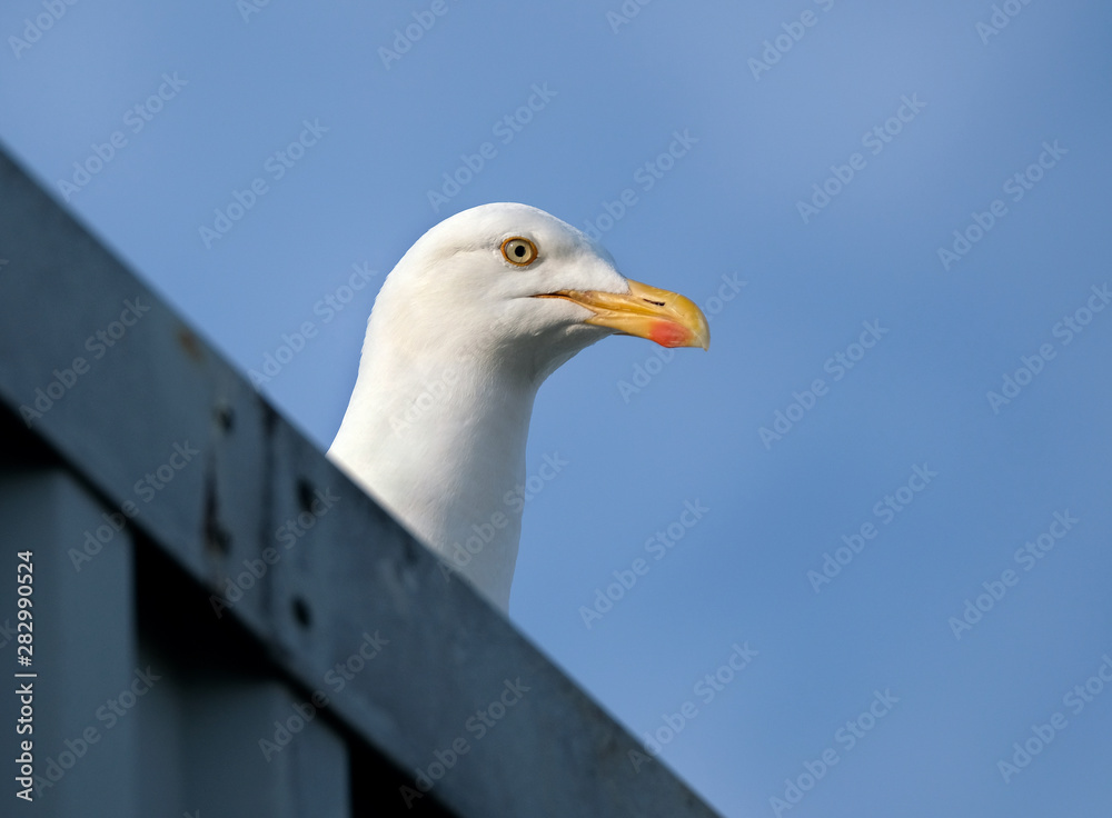 Herring gull family living on public house itchen roof rather than cliff. Herring gull family living on public house itchen roof rather than cliff.