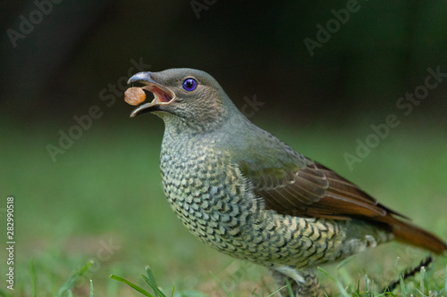 Satin Bowerbird in Australia