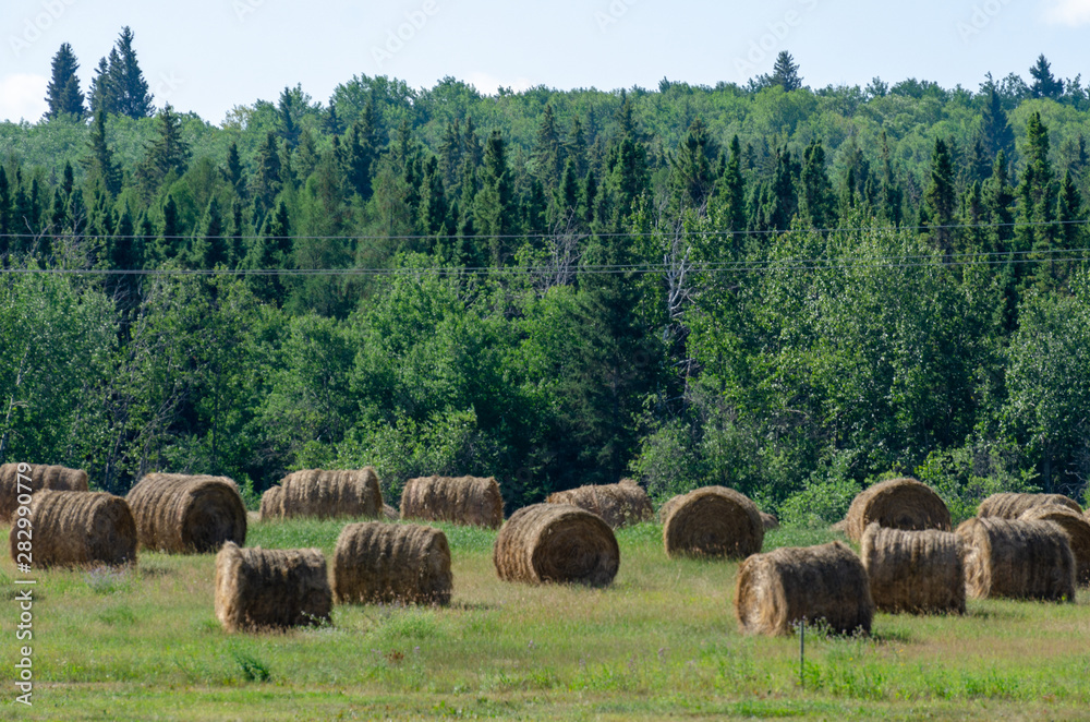 Farmer's field full of hay bales in rural Manitoba, near Riding Mountain National Park, Canada