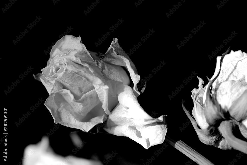 Withered white roses on a dark background close up, black and white Withered white roses on a dark background close up, black and white