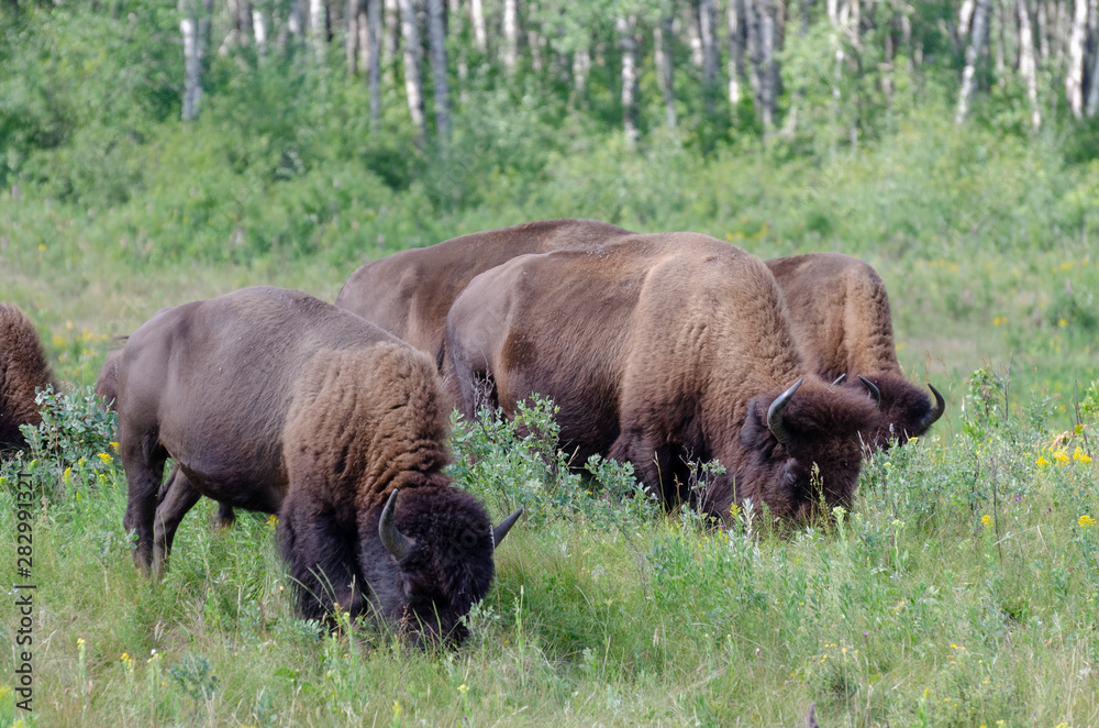 Bison herd at Riding Mountain National Park, Manitoba