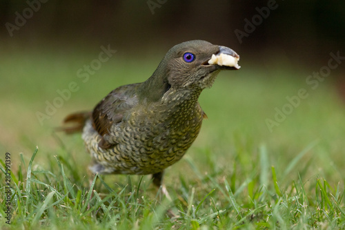 Satin Bowerbird in Australia © Imogen