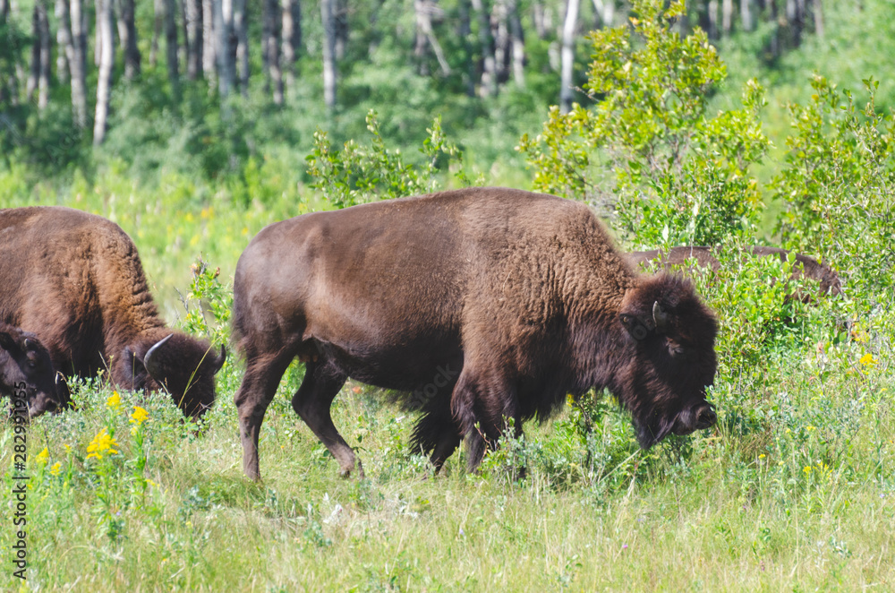 Bison herd grazing at the Lake Audy Bison Enclosure at Riding Mountain National Park Winnipeg, Manitoba, Canada - Travel Destination Bison herd grazing at the Lake Audy Bison Enclosure at Riding Mountain National Park Winnipeg, Manitoba, Canada - Travel Destination