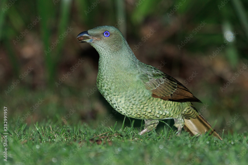 Fototapeta premium Satin Bowerbird in Australia