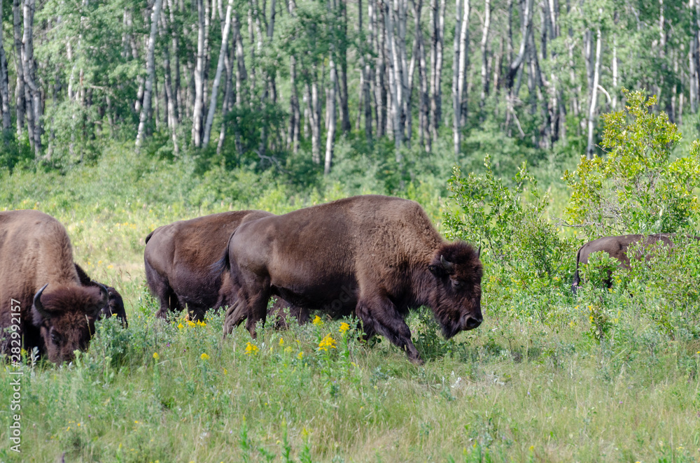 Bison herd grazing at the Lake Audy Bison Enclosure at Riding Mountain National Park Winnipeg, Manitoba, Canada - Travel Destination Bison herd grazing at the Lake Audy Bison Enclosure at Riding Mountain National Park Winnipeg, Manitoba, Canada - Travel Destination