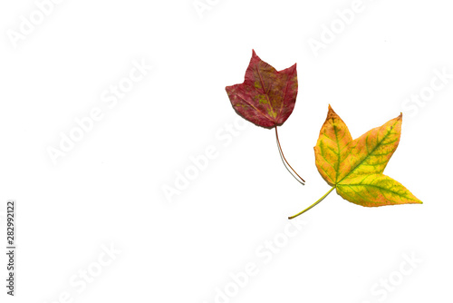 Maple leaves on white background. Hello Autumn- text on autumn background. Copy space. Creative autumn fall nature season minimal background