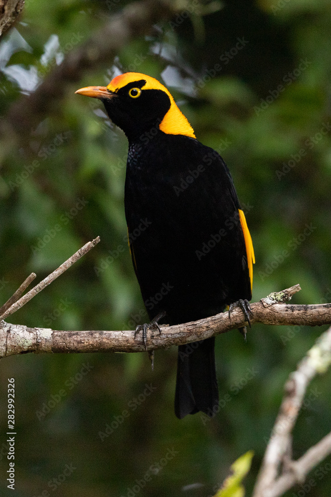 Regent Bowerbirds in Australia Regent Bowerbirds in Australia