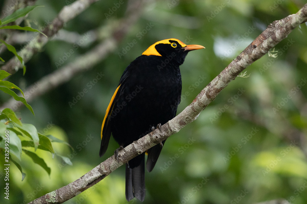 Regent Bowerbirds in Australia Regent Bowerbirds in Australia