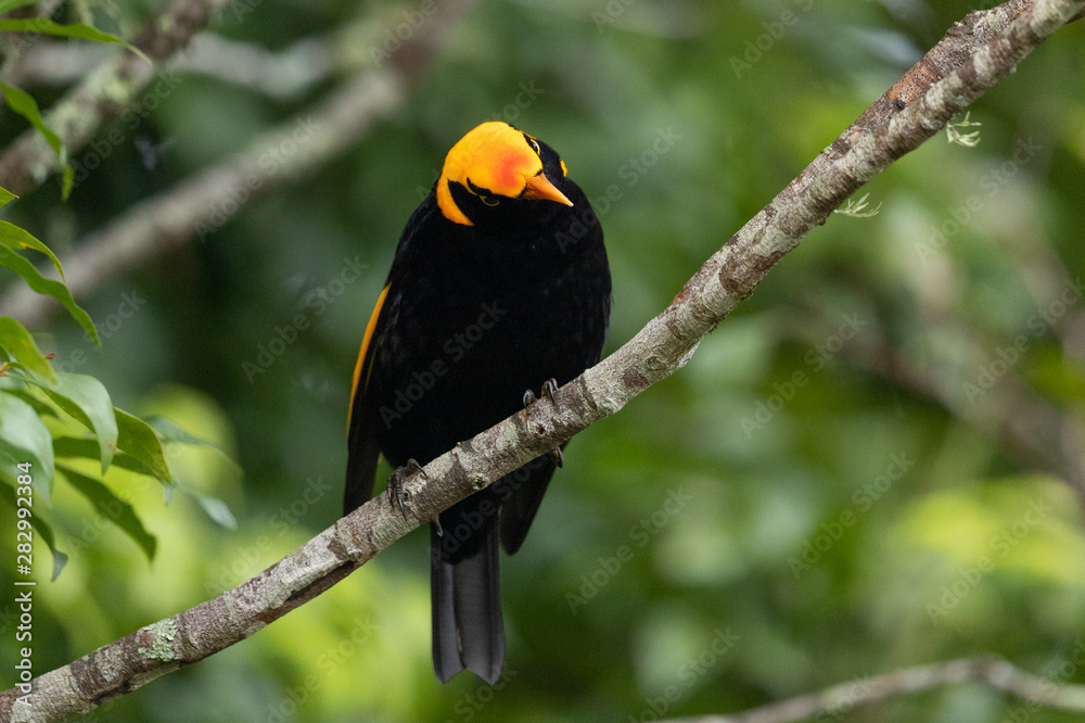 Regent Bowerbirds in Australia